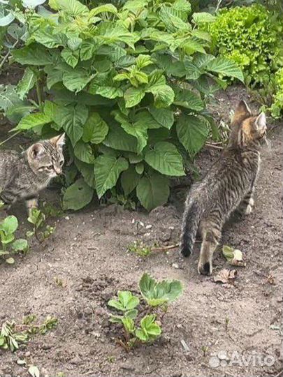 Котята