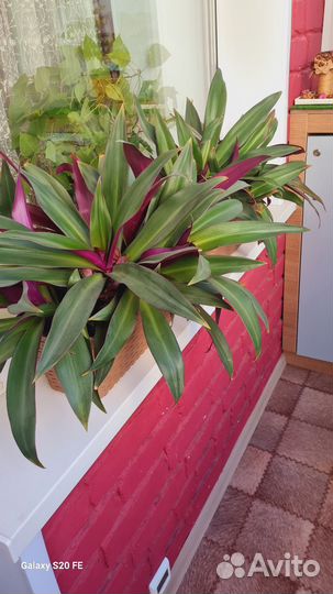 Комнатные растения Традесканция Рэо