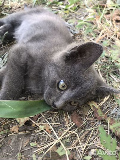 Котенок