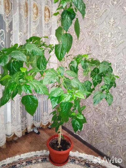 Китайская роза