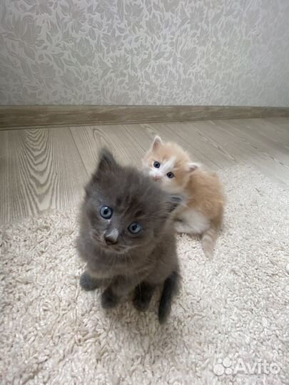 Котята в добрые руки(мальчик и девочка)