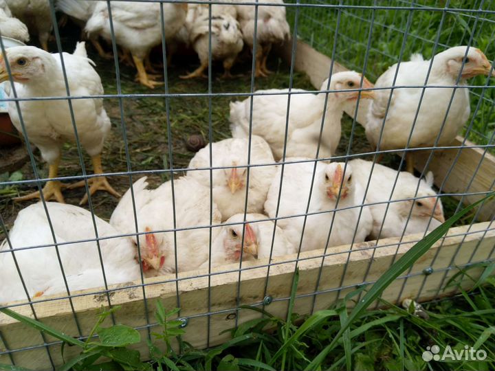 Домашние бройлеры