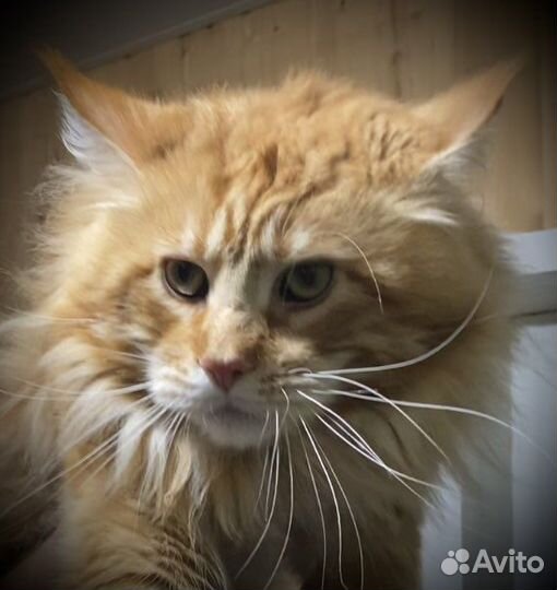 Мейн-Кун Вязка