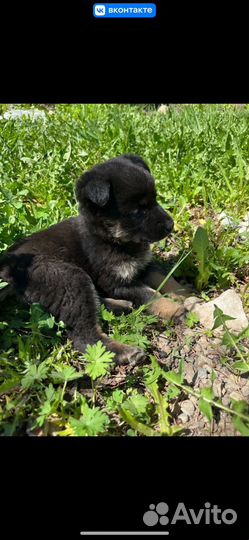 Щенок в добрые руки