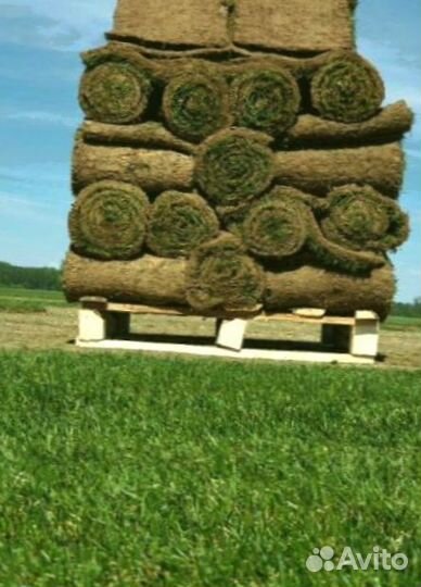 Рулонный газон 