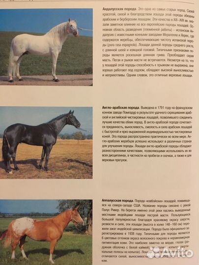 Лошади и пони более 100 пород с фото