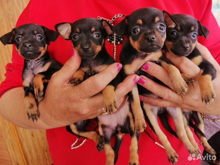 Мини той-терьер щенки