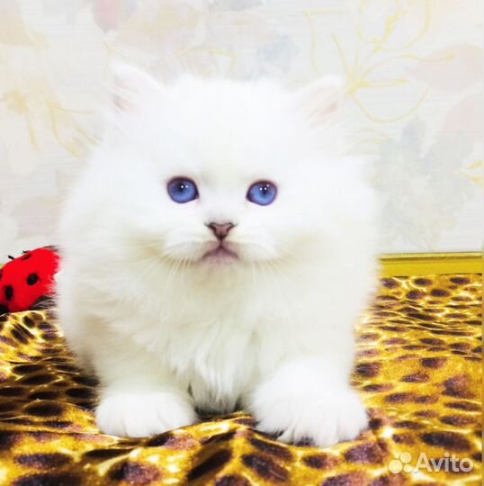 Длинношёрстныей котенок