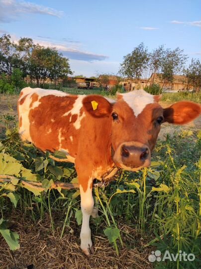 Корова телята и бычки