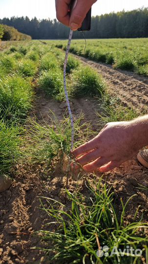 Сеянцы сосны обыкновенной окс от производителя