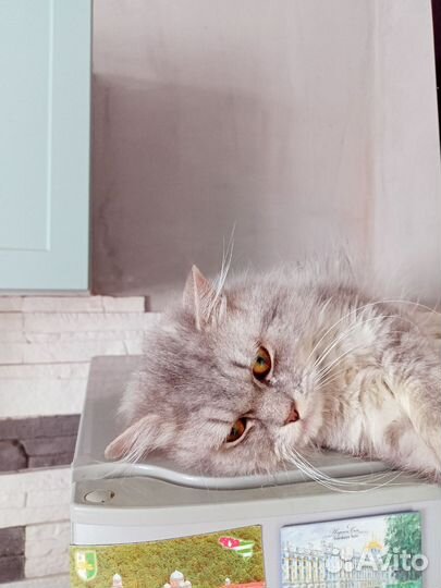 Продам кота