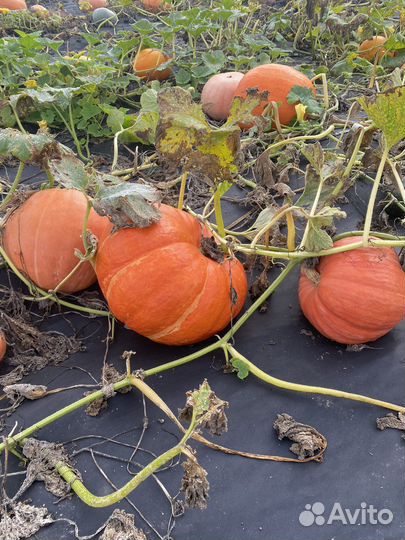 Продается тыква разных сортов