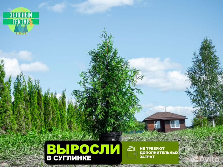 Туи брабант 140 см свежая копка 2023