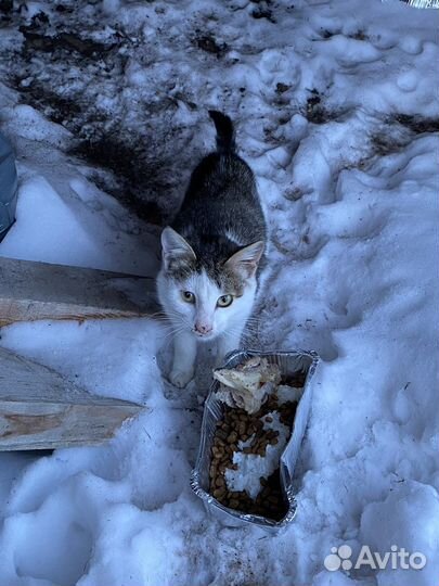 Котята бесплатно