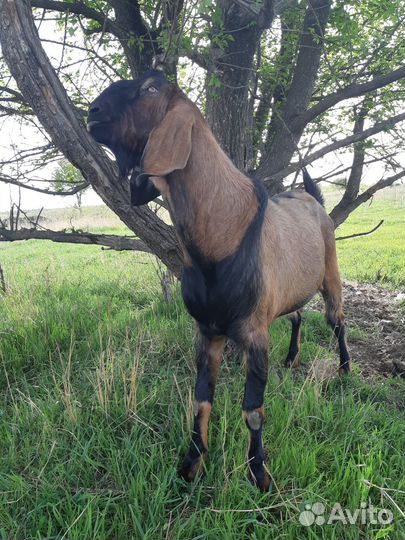Англо-нубийские козлики