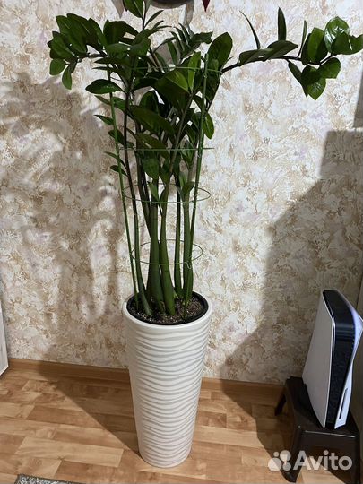 Замиокулькас