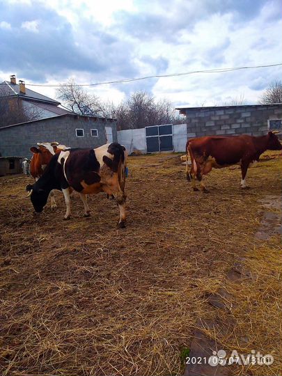 Творог, Домашняя деревенская молочная продукция