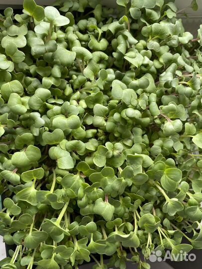 Микрозелень