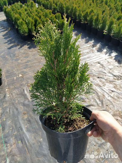 Саженцы туи