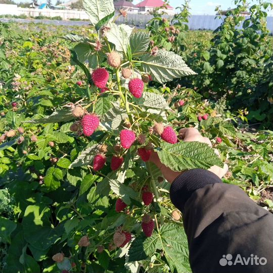 Саженцы малины ремонтантной Похвалинка с зкс