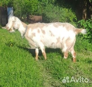 Продажа дойных коз