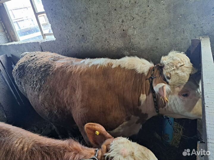 Бык племенной + коровы