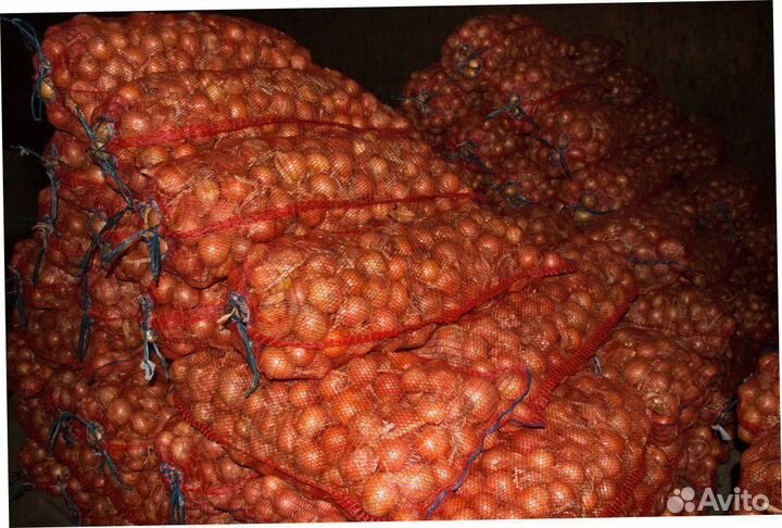 Лук репчатый оптом