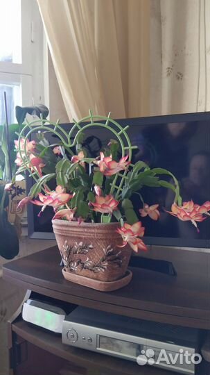 Цветок декабрист