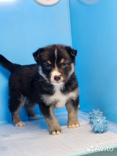 Щенки в дар