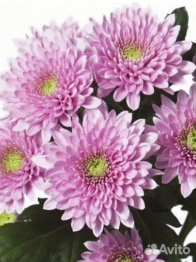 Хризантема кустовая оптом и в розницу