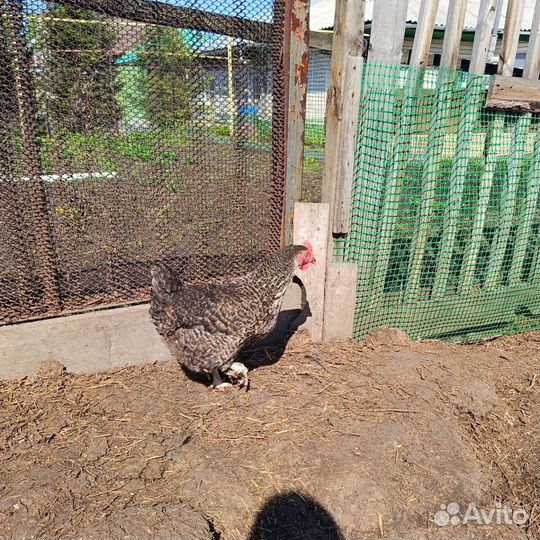 Кур несушек
