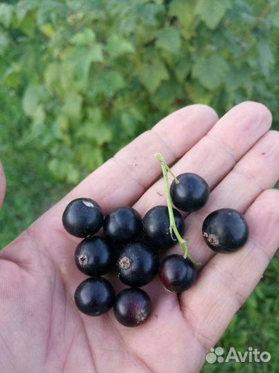 Смородина черная ягода