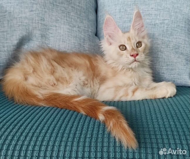Котенок мейн-кун