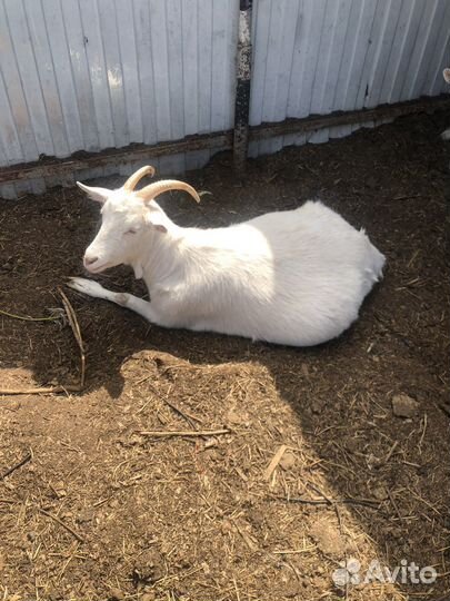 Козы Зааненские