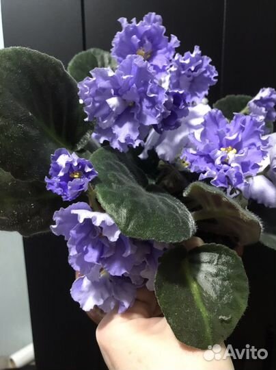 Сортовые фиалки узамбарские, сенполии