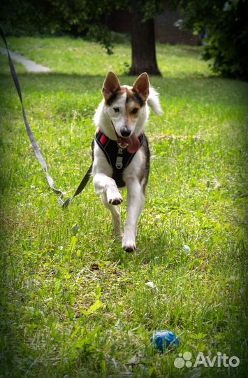 Собака в добрые руки