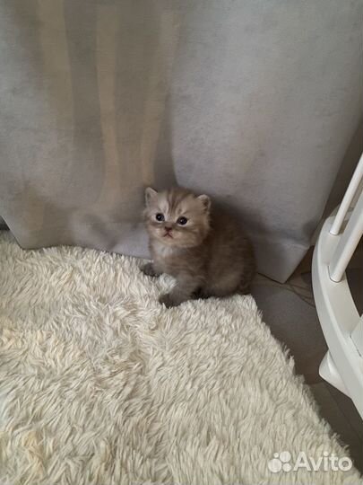 Шотландские котята
