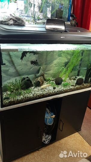 Аквариумы 200л, 150л, 50л, 330л