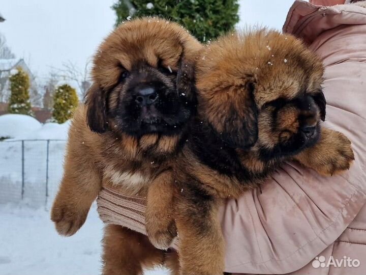 Тибетский мастиф девочки