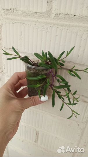 Редкие суккуленты
