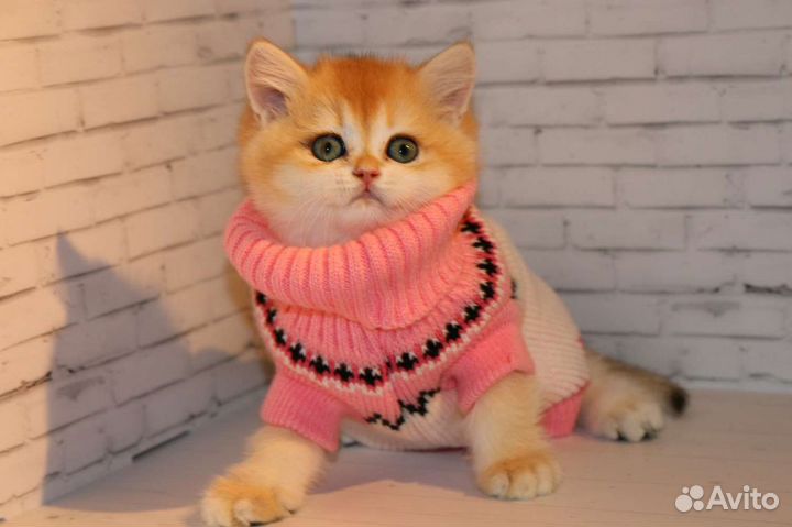 Котята золотые британские шиншиллы