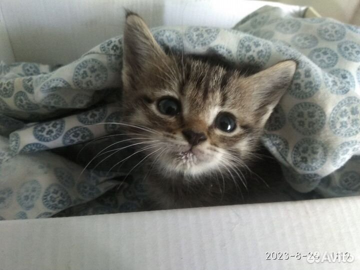 Котенок нуждается в помощи