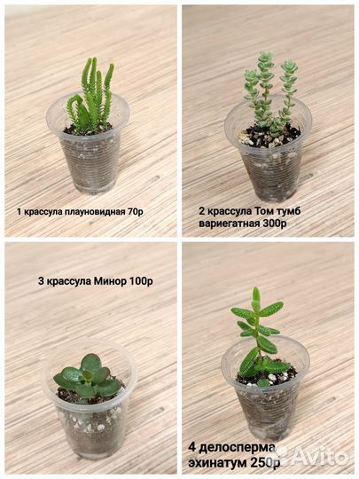 Суккуленты
