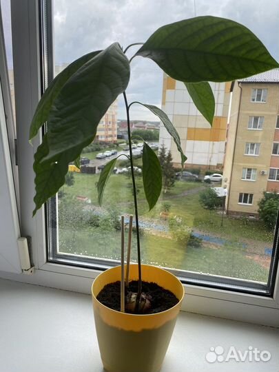 Авокадо дерево