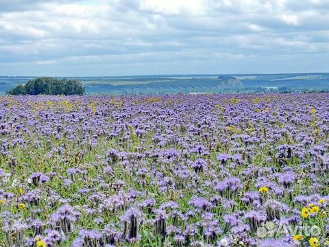 Семена фацелии пижмолистной, синяка обыкновенног