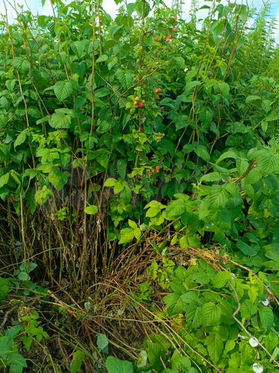 Дом 54,3 м² на участке 24,2 сот.