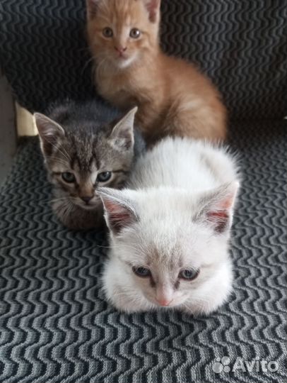 Отдам в добрые руки. Белая кошечка и два кота