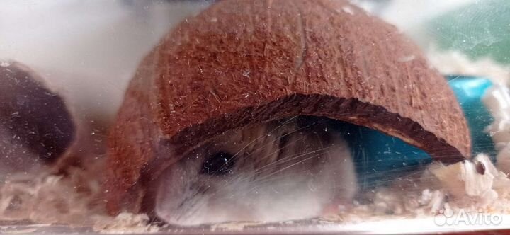 Передержка грызунов