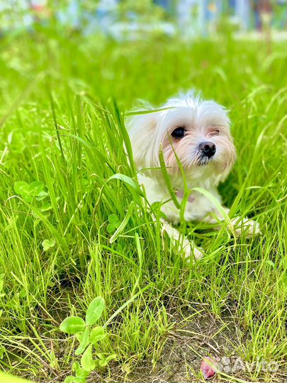 Мальтезе вязка, девочка