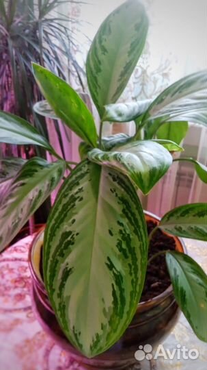 Аглаонема сильвер бей